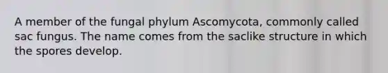 A member of the fungal phylum Ascomycota, commonly called sac fungus. The name comes from the saclike structure in which the spores develop.