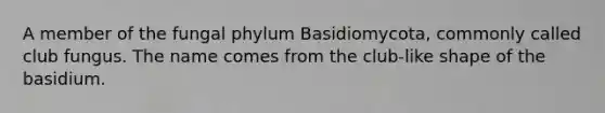 A member of the fungal phylum Basidiomycota, commonly called club fungus. The name comes from the club-like shape of the basidium.