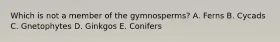 Which is not a member of the gymnosperms? A. Ferns B. Cycads C. Gnetophytes D. Ginkgos E. Conifers