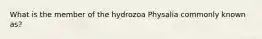 What is the member of the hydrozoa Physalia commonly known as?