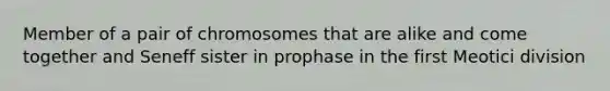 Member of a pair of chromosomes that are alike and come together and Seneff sister in prophase in the first Meotici division