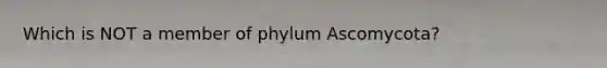 Which is NOT a member of phylum Ascomycota?