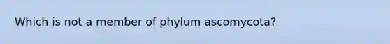 Which is not a member of phylum ascomycota?