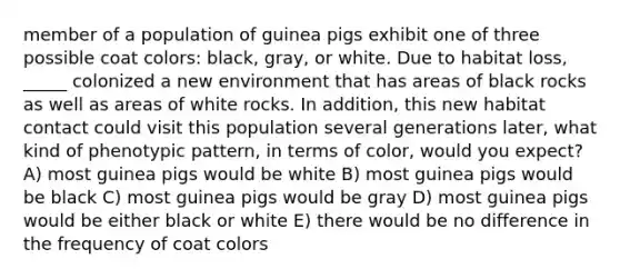 member of a population of guinea pigs exhibit one of three possible coat colors: black, gray, or white. Due to habitat loss, _____ colonized a new environment that has areas of black rocks as well as areas of white rocks. In addition, this new habitat contact could visit this population several generations later, what kind of phenotypic pattern, in terms of color, would you expect? A) most guinea pigs would be white B) most guinea pigs would be black C) most guinea pigs would be gray D) most guinea pigs would be either black or white E) there would be no difference in the frequency of coat colors