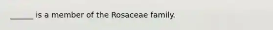 ______ is a member of the Rosaceae family.