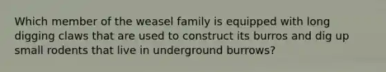 Which member of the weasel family is equipped with long digging claws that are used to construct its burros and dig up small rodents that live in underground burrows?