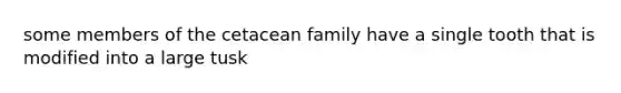 some members of the cetacean family have a single tooth that is modified into a large tusk