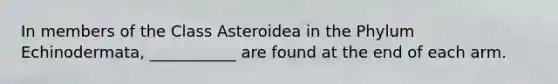 In members of the Class Asteroidea in the Phylum Echinodermata, ___________ are found at the end of each arm.