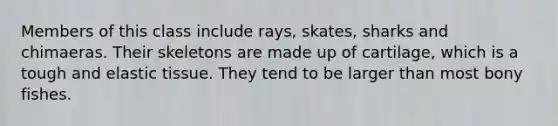 Members of this class include rays, skates, sharks and chimaeras. Their skeletons are made up of cartilage, which is a tough and elastic tissue. They tend to be larger than most bony fishes.