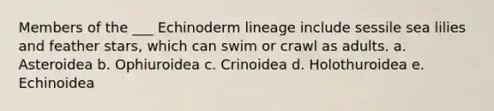 Members of the ___ Echinoderm lineage include sessile sea lilies and feather stars, which can swim or crawl as adults. a. Asteroidea b. Ophiuroidea c. Crinoidea d. Holothuroidea e. Echinoidea