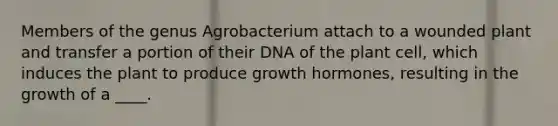 Members of the genus Agrobacterium attach to a wounded plant and transfer a portion of their DNA of the plant cell, which induces the plant to produce growth hormones, resulting in the growth of a ____.