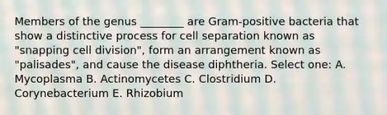 Members of the genus ________ are Gram-positive bacteria that show a distinctive process for cell separation known as "snapping <a href='https://www.questionai.com/knowledge/kjHVAH8Me4-cell-division' class='anchor-knowledge'>cell division</a>", form an arrangement known as "palisades", and cause the disease diphtheria. Select one: A. Mycoplasma B. Actinomycetes C. Clostridium D. Corynebacterium E. Rhizobium