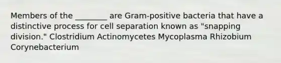 Members of the ________ are Gram-positive bacteria that have a distinctive process for cell separation known as "snapping division." Clostridium Actinomycetes Mycoplasma Rhizobium Corynebacterium