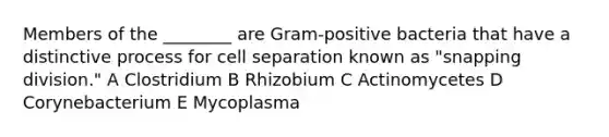 Members of the ________ are Gram-positive bacteria that have a distinctive process for cell separation known as "snapping division." A Clostridium B Rhizobium C Actinomycetes D Corynebacterium E Mycoplasma