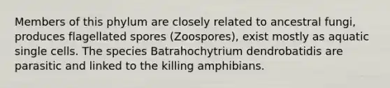 Members of this phylum are closely related to ancestral fungi, produces flagellated spores (Zoospores), exist mostly as aquatic single cells. The species Batrahochytrium dendrobatidis are parasitic and linked to the killing amphibians.