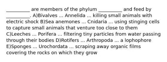 __________ are members of the phylum __________ and feed by __________. A)Bivalves ... Annelida ... killing small animals with electric shock B)Sea anemones ... Cnidaria ... using stinging cells to capture small animals that venture too close to them C)Leeches ... Porifera ... filtering tiny particles from water passing through their bodies D)Rotifers ... Arthropoda ... a lophophore E)Sponges ... Urochordata ... scraping away organic films covering the rocks on which they grow