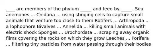 ____ are members of the phylum _____ and feed by _____. Sea anemones ... Cnidaria ... using stinging cells to capture small animals that venture too close to them Rotifers ... Arthropoda ... a lophophore Bivalves ... Annelida ... killing small animals with electric shock Sponges ... Urochordata ... scraping away organic films covering the rocks on which they grow Leeches ... Porifera ... filtering tiny particles from water passing through their bodies