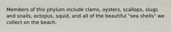 Members of this phylum include clams, oysters, scallops, slugs and snails, octopus, squid, and all of the beautiful "sea shells" we collect on the beach.