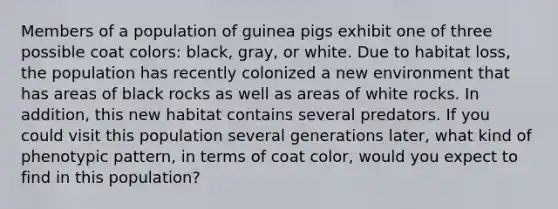 Members of a population of guinea pigs exhibit one of three possible coat colors: black, gray, or white. Due to habitat loss, the population has recently colonized a new environment that has areas of black rocks as well as areas of white rocks. In addition, this new habitat contains several predators. If you could visit this population several generations later, what kind of phenotypic pattern, in terms of coat color, would you expect to find in this population?