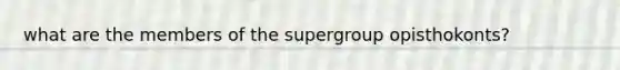 what are the members of the supergroup opisthokonts?