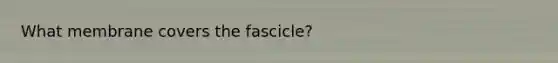 What membrane covers the fascicle?