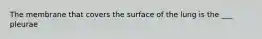 The membrane that covers the surface of the lung is the ___ pleurae