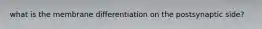 what is the membrane differentiation on the postsynaptic side?