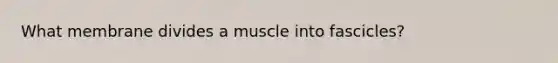 What membrane divides a muscle into fascicles?