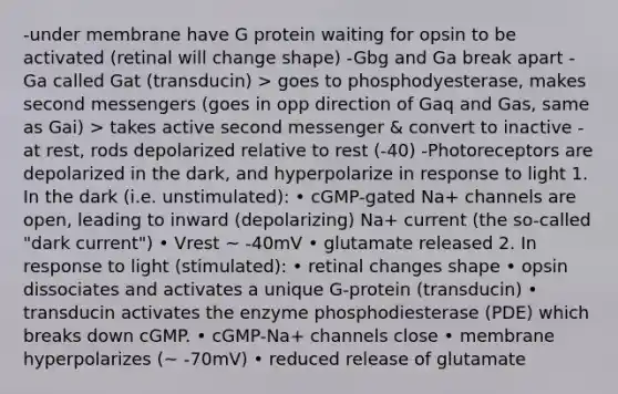 -under membrane have G protein waiting for opsin to be activated (retinal will change shape) -Gbg and Ga break apart -Ga called Gat (transducin) > goes to phosphodyesterase, makes second messengers (goes in opp direction of Gaq and Gas, same as Gai) > takes active second messenger & convert to inactive -at rest, rods depolarized relative to rest (-40) -Photoreceptors are depolarized in the dark, and hyperpolarize in response to light 1. In the dark (i.e. unstimulated): • cGMP-gated Na+ channels are open, leading to inward (depolarizing) Na+ current (the so-called "dark current") • Vrest ~ -40mV • glutamate released 2. In response to light (stimulated): • retinal changes shape • opsin dissociates and activates a unique G-protein (transducin) • transducin activates the enzyme phosphodiesterase (PDE) which breaks down cGMP. • cGMP-Na+ channels close • membrane hyperpolarizes (~ -70mV) • reduced release of glutamate