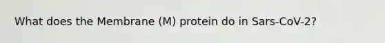 What does the Membrane (M) protein do in Sars-CoV-2?