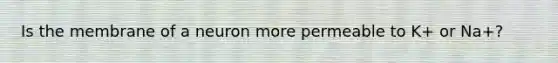 Is the membrane of a neuron more permeable to K+ or Na+?