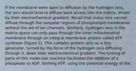 If the membrane were open to diffusion by the hydrogen ions, the ions would tend to diffuse back across into the matrix, driven by their electrochemical gradient. Recall that many ions cannot diffuse through the nonpolar regions of phospholipid membranes without the aid of ion channels. Similarly, hydrogen ions in the matrix space can only pass through the inner mitochondrial membrane through an integral membrane protein called ATP synthase (Figure 2). This complex protein acts as a tiny generator, turned by the force of the hydrogen ions diffusing through it, down their electrochemical gradient. The turning of parts of this molecular machine facilitates the addition of a phosphate to ADP, forming ATP, using the potential energy of the