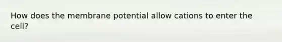 How does the membrane potential allow cations to enter the cell?