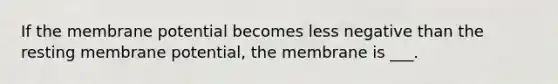 If the membrane potential becomes less negative than the resting membrane potential, the membrane is ___.