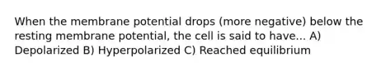 When the membrane potential drops (more negative) below the resting membrane potential, the cell is said to have... A) Depolarized B) Hyperpolarized C) Reached equilibrium