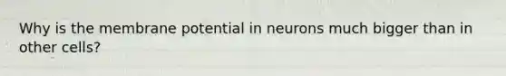 Why is the membrane potential in neurons much bigger than in other cells?