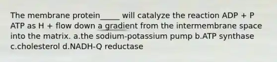 The membrane protein_____ will catalyze the reaction ADP + P ATP as H + flow down a gradient from the intermembrane space into the matrix. a.the sodium-potassium pump b.ATP synthase c.cholesterol d.NADH-Q reductase