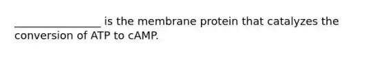 ________________ is the membrane protein that catalyzes the conversion of ATP to cAMP.