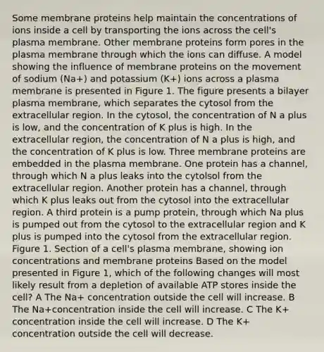 Some membrane proteins help maintain the concentrations of ions inside a cell by transporting the ions across the cell's plasma membrane. Other membrane proteins form pores in the plasma membrane through which the ions can diffuse. A model showing the influence of membrane proteins on the movement of sodium (Na+) and potassium (K+) ions across a plasma membrane is presented in Figure 1. The figure presents a bilayer plasma membrane, which separates the cytosol from the extracellular region. In the cytosol, the concentration of N a plus is low, and the concentration of K plus is high. In the extracellular region, the concentration of N a plus is high, and the concentration of K plus is low. Three membrane proteins are embedded in the plasma membrane. One protein has a channel, through which N a plus leaks into the cytolsol from the extracellular region. Another protein has a channel, through which K plus leaks out from the cytosol into the extracellular region. A third protein is a pump protein, through which Na plus is pumped out from the cytosol to the extracellular region and K plus is pumped into the cytosol from the extracellular region. Figure 1. Section of a cell's plasma membrane, showing ion concentrations and membrane proteins Based on the model presented in Figure 1, which of the following changes will most likely result from a depletion of available ATP stores inside the cell? A The Na+ concentration outside the cell will increase. B The Na+concentration inside the cell will increase. C The K+ concentration inside the cell will increase. D The K+ concentration outside the cell will decrease.