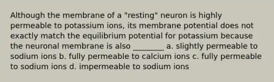 Although the membrane of a "resting" neuron is highly permeable to potassium ions, its membrane potential does not exactly match the equilibrium potential for potassium because the neuronal membrane is also ________ a. slightly permeable to sodium ions b. fully permeable to calcium ions c. fully permeable to sodium ions d. impermeable to sodium ions