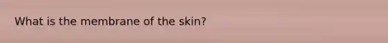 What is the membrane of the skin?