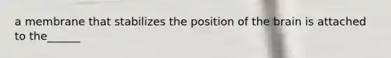 a membrane that stabilizes the position of the brain is attached to the______