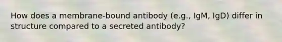 How does a membrane-bound antibody (e.g., IgM, IgD) differ in structure compared to a secreted antibody?