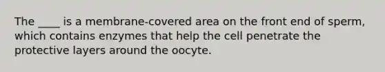 The ____ is a membrane-covered area on the front end of sperm, which contains enzymes that help the cell penetrate the protective layers around the oocyte.