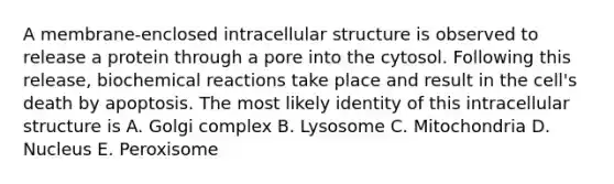 A membrane-enclosed intracellular structure is observed to release a protein through a pore into the cytosol. Following this release, biochemical reactions take place and result in the cell's death by apoptosis. The most likely identity of this intracellular structure is A. Golgi complex B. Lysosome C. Mitochondria D. Nucleus E. Peroxisome