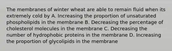 The membranes of winter wheat are able to remain fluid when its extremely cold by A. Increasing the proportion of unsaturated phospholipids in the membrane B. Decreasing the percentage of cholesterol molecules in the membrane C. Decreasing the number of hydrophobic proteins in the membrane D. Increasing the proportion of glycolipids in the membrane