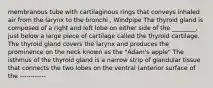 membranous tube with cartilaginous rings that conveys inhaled air from the larynx to the bronchi , Windpipe The thyroid gland is composed of a right and left lobe on either side of the ________, just below a large piece of cartilage called the thyroid cartilage. The thyroid gland covers the larynx and produces the prominence on the neck known as the "Adam's apple" The isthmus of the thyroid gland is a narrow strip of glandular tissue that connects the two lobes on the ventral (anterior surface of the ------------