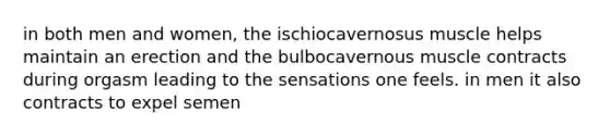 in both men and women, the ischiocavernosus muscle helps maintain an erection and the bulbocavernous muscle contracts during orgasm leading to the sensations one feels. in men it also contracts to expel semen