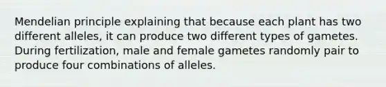 Mendelian principle explaining that because each plant has two different alleles, it can produce two different types of gametes. During fertilization, male and female gametes randomly pair to produce four combinations of alleles.