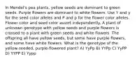 In Mendel's pea plants, yellow seeds are dominant to green seeds. Purple flowers are dominant to white flowers. Use Y and y for the seed color alleles and P and p for the flower color alleles. Flower color and seed color assort independently. A plant of unknown genotype with yellow seeds and purple flowers is crossed to a plant with green seeds and white flowers. The offspring all have yellow seeds, but some have purple flowers, and some have white flowers. What is the genotype of the yellow-seeded, purple-flowered plant? A) YyPp B) YYPp C) YyPP D) YYPP E) Yypp